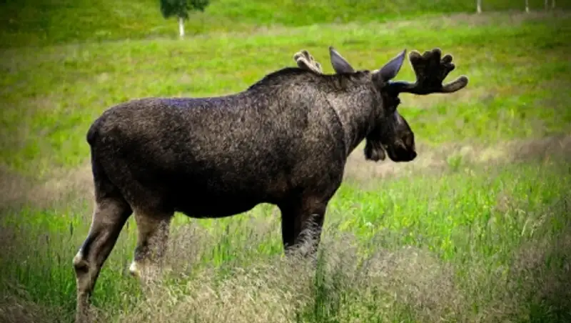 В Варшаве целый день ловят лося в прямом эфире