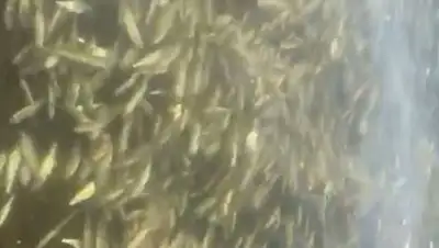 кадр из видео, фото - Новости Zakon.kz от 14.09.2020 19:48