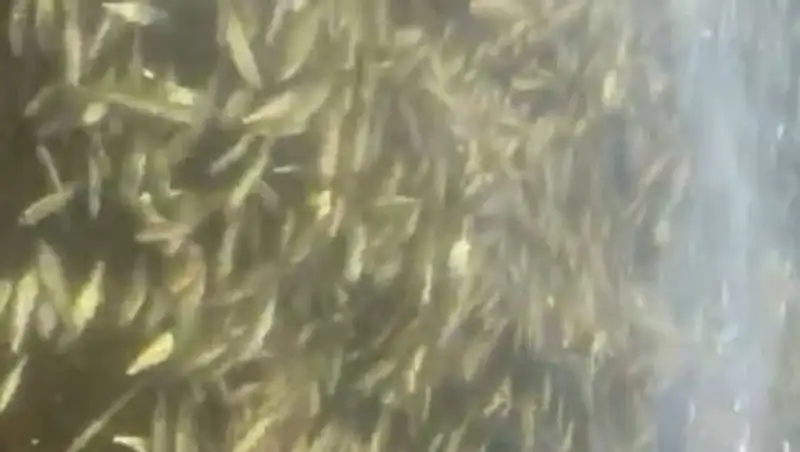 Из-за гибели рыбы на озере Бурабай проводят проверку