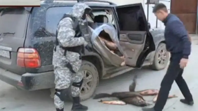 В Атырау браконьеры перевозили рыбу на комфортабельных внедорожниках