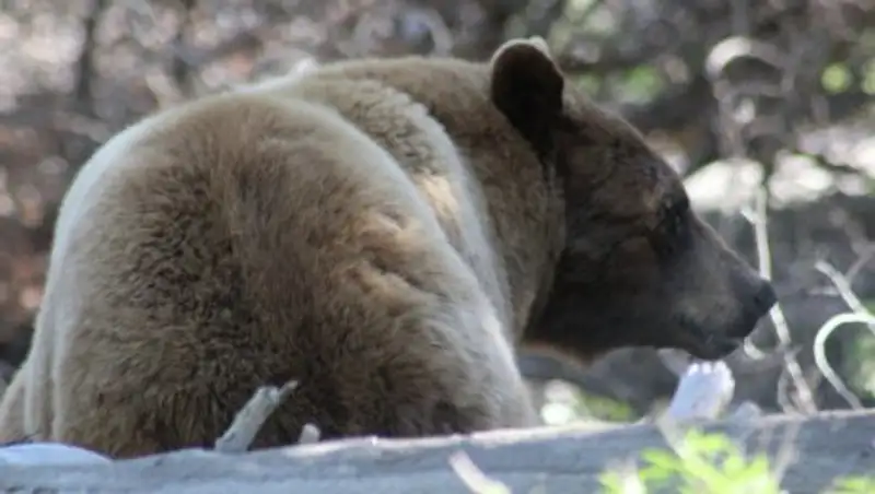 В Нью-Мексико усыпили медведицу, напавшую на участницу марафона