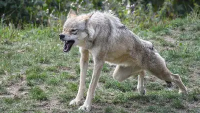 Нападение волка, фото - Новости Zakon.kz от 02.06.2022 20:02