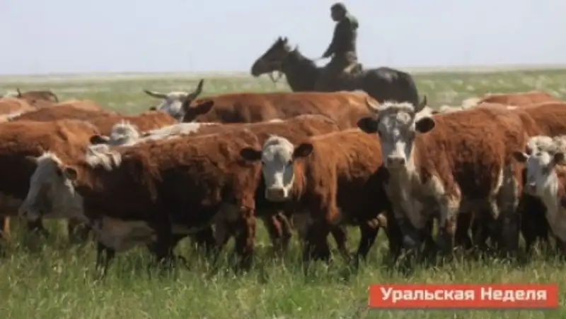 В ЗКО в отношении 3 ветеринарных врачей возбуждены уголовные дела