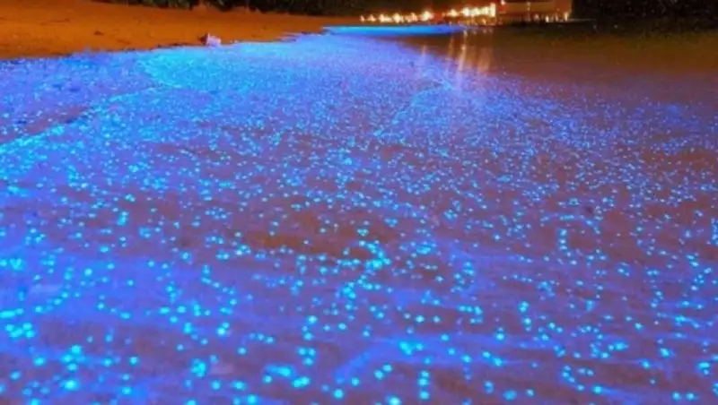 Светящийся планктон на пляже острова Ваадху