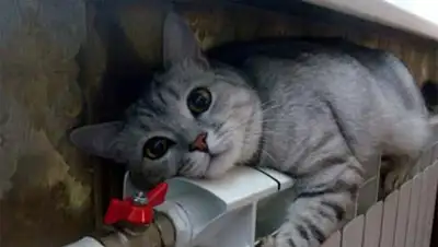 Zakon.kz, фото - Новости Zakon.kz от 17.10.2014 18:15