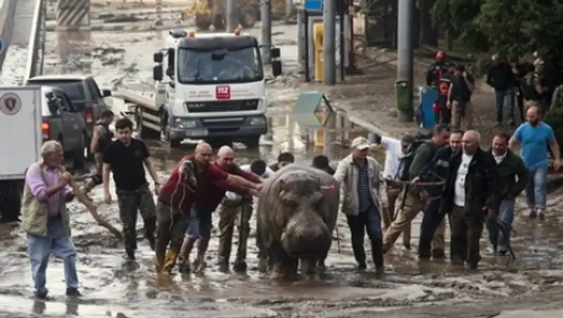 Власти Грузии заявили об отлове всех сбежавших из зоопарка животных