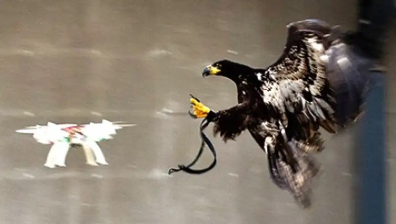Полиция Лондона собралась обучить птиц перехвату беспилотников
