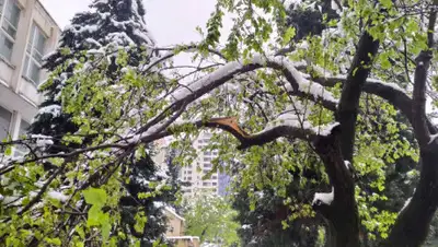 centralasia.media, фото - Новости Zakon.kz от 09.04.2020 13:21