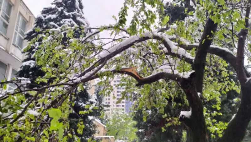 Впервые за 26 лет в Душанбе выпал апрельский снег