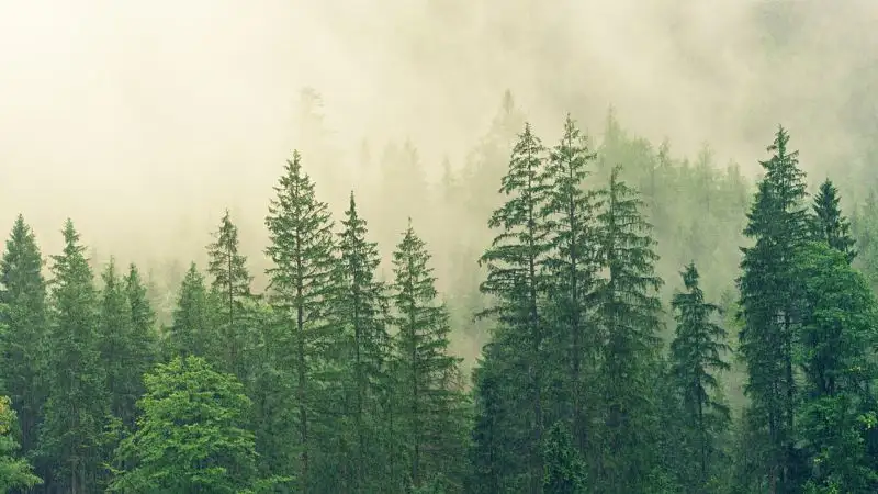 Иностранец незаконно попал в Казахстан через леса и поля