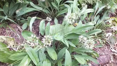 wikimedia.org, фото - Новости Zakon.kz от 28.06.2021 14:58