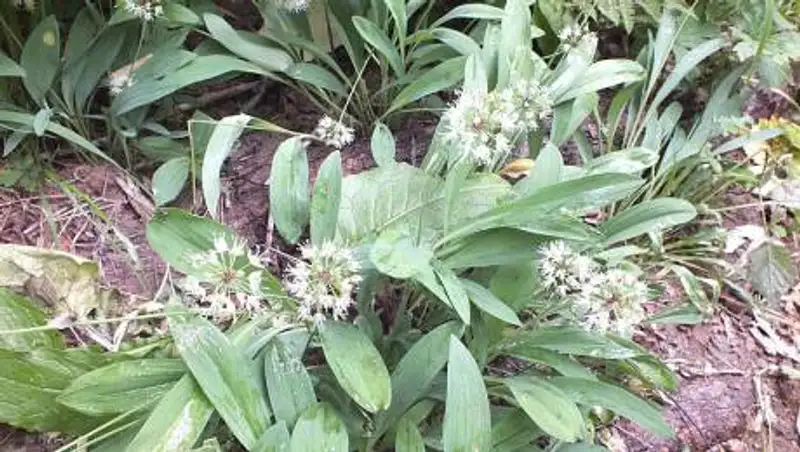 Три года получили жители Риддера за салат из растения, занесенного в Красную книгу