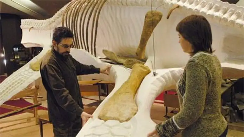 В России впервые обнаружены останки плиозавра - крупнейшего морского ящера юрского периода