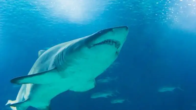 В Австралии акула напала на туристку