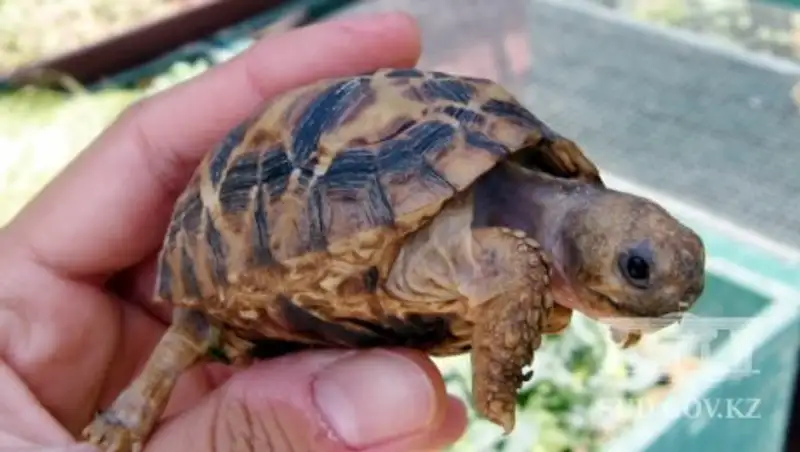 Оштрафован проводник поезда, тайно провозивший из Китая в Астану черепах 