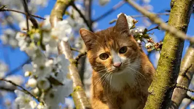 караганда, дерево, кошка, спасение, фото - Новости Zakon.kz от 11.04.2022 17:08