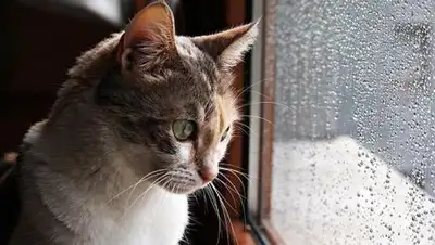 rbc.ua, фото - Новости Zakon.kz от 17.03.2018 09:30