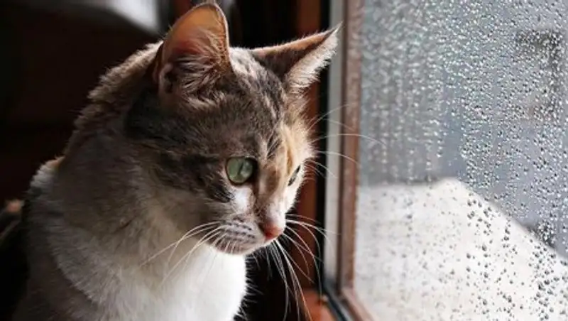 18 марта на большей территории Казахстана выпадут осадки