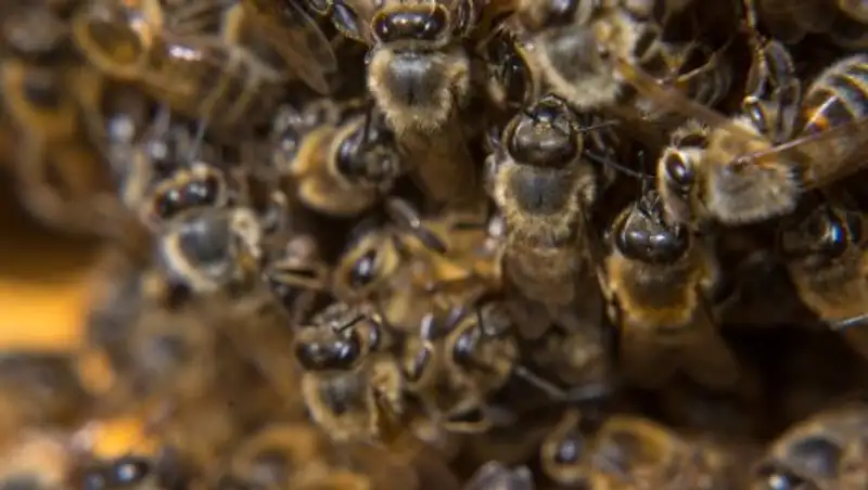 Рой пчёл атаковал людей на стоянке супермаркета в пригороде Лос-Анджелеса