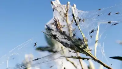 Zakon.kz, фото - Новости Zakon.kz от 20.05.2015 18:51