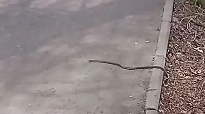 Талдыкорган атаковали змеи, бороться с ними некому, фото - Новости Zakon.kz от 02.05.2023 13:08