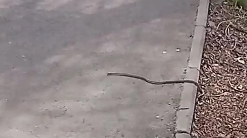 Талдыкорган атаковали змеи, бороться с ними некому