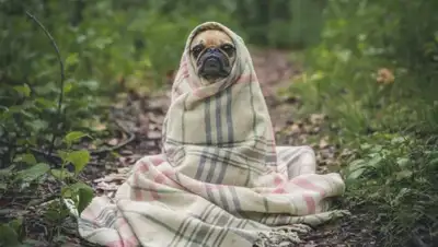 zen.yandex.ru, фото - Новости Zakon.kz от 21.08.2020 11:59