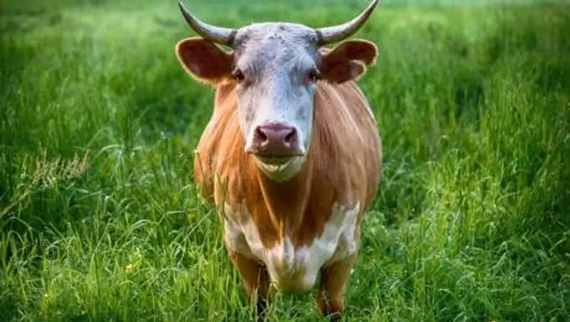 Бродивший по селу бык повредил УАЗ Patriot в Павлодарской области