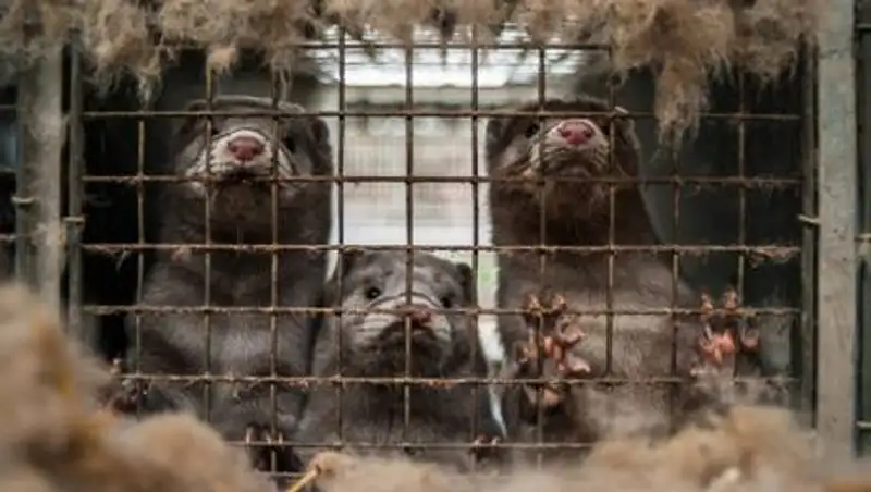 Новый рассадник вирусов выявили ученые в Китае