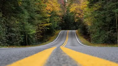 лес, дорога, фото - Новости Zakon.kz от 27.05.2023 15:42