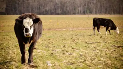 Dreamstime.com, фото - Новости Zakon.kz от 24.02.2018 09:15