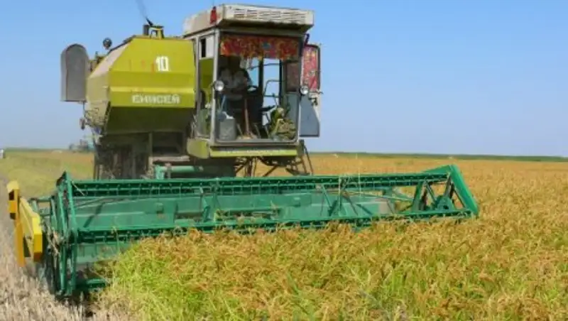 В 2016 году урожай риса в Кызылординской области побьет свой предыдущий рекорд