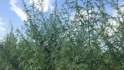 Три года тюрьмы получил житель Мангистау за выращивание конопли , фото - Новости Zakon.kz от 31.07.2023 05:58