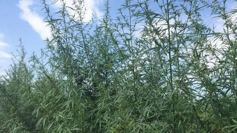 Три года тюрьмы получил житель Мангистау за выращивание конопли