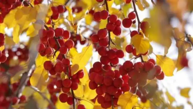 Какая погода будет Казахстане 15 октября