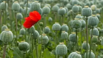 Parent Directory2018-03-18 03:01, фото - Новости Zakon.kz от 15.09.2018 12:52