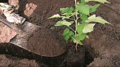 Dacia, фото - Новости Zakon.kz от 24.04.2018 08:02