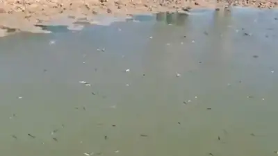 Тысячи мальков гибнут в Атырауской области , фото - Новости Zakon.kz от 04.09.2023 05:20