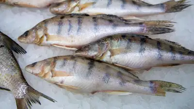 запрет на вывоз рыбы хотят ввести в Казахстане, фото - Новости Zakon.kz от 09.03.2023 09:37