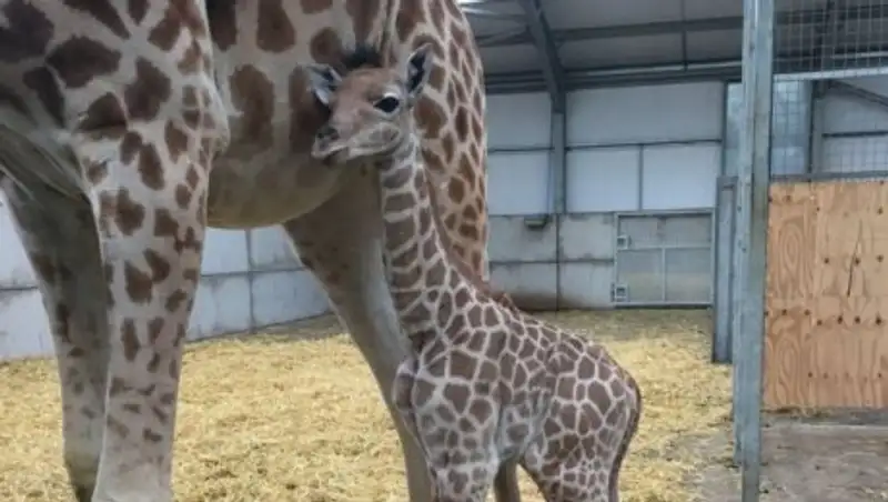 В зоопарке Великобритании родился детеныш редкого вида жирафов