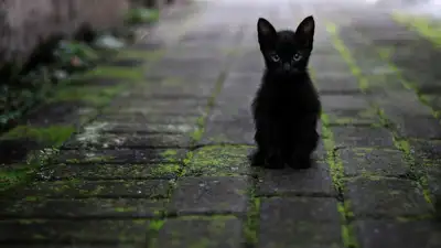 В тюрьме США заключенные берут котов на опекунство, фото - Новости Zakon.kz от 19.03.2023 15:02