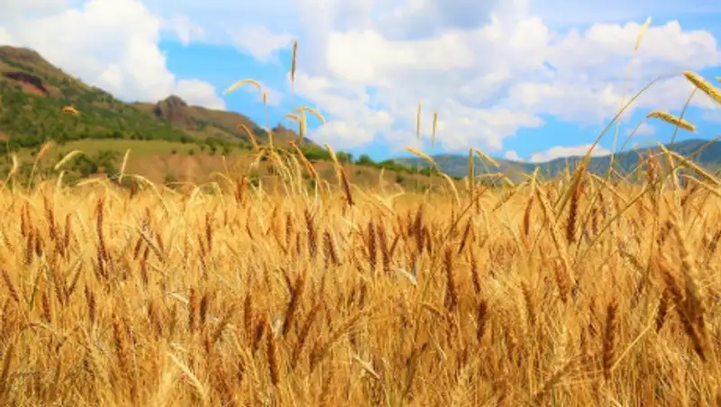380 тысяч тонн дизтоплива выделено на проведение посевных работ в текущем году