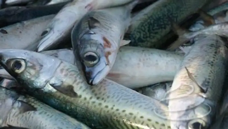 В центральном Вьетнаме изъяты из продажи 30 тонн рыбы, зараженной опасным токсином