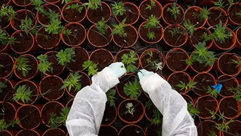 Итальянская армия займется выращиванием конопли