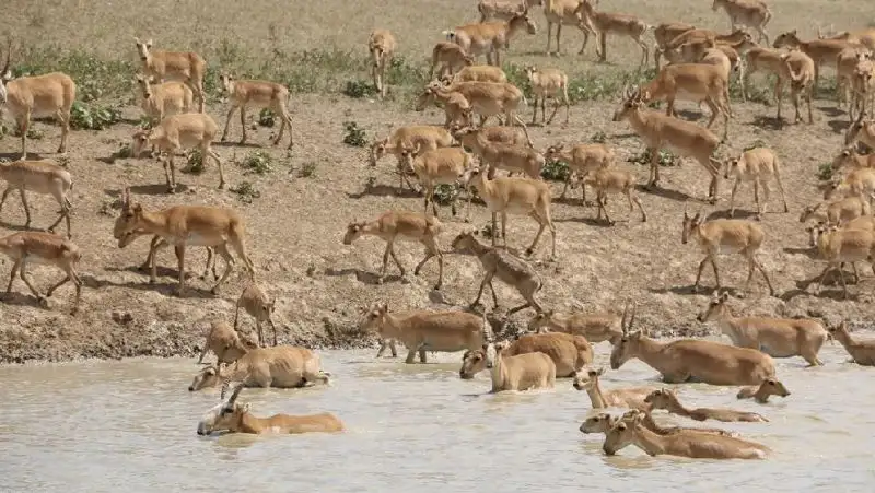 Семь лет тюрьмы за продажу рогов сайги получил сотрудник резервата «Алтын дала»