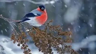 Фото с сайта vestiprim.ru, фото - Новости Zakon.kz от 19.12.2017 09:23