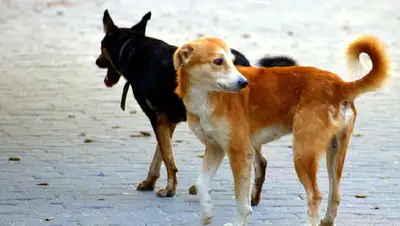 улица нападение ребенок, фото - Новости Zakon.kz от 14.12.2021 15:56