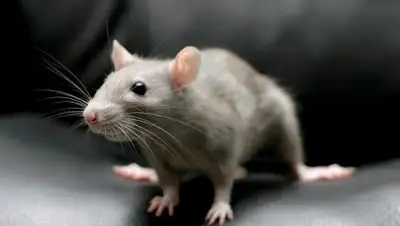 AllWallpaper.in, фото - Новости Zakon.kz от 24.04.2018 06:13