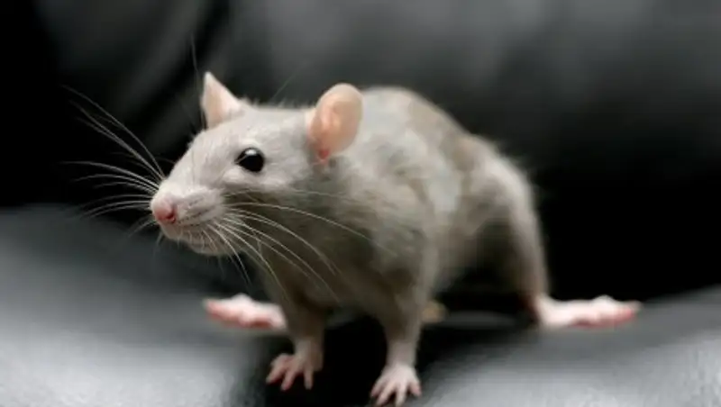 В Алматы массово травят грызунов