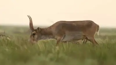 Facebook, фото - Новости Zakon.kz от 08.08.2020 12:11